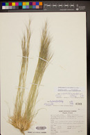 Aristida purpurea image