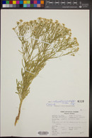 Lepidium alyssoides var. alyssoides image