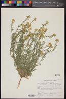 Physaria gordonii image