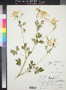 Aquilegia chrysantha image