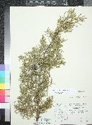 Cupressus arizonica subsp. arizonica image