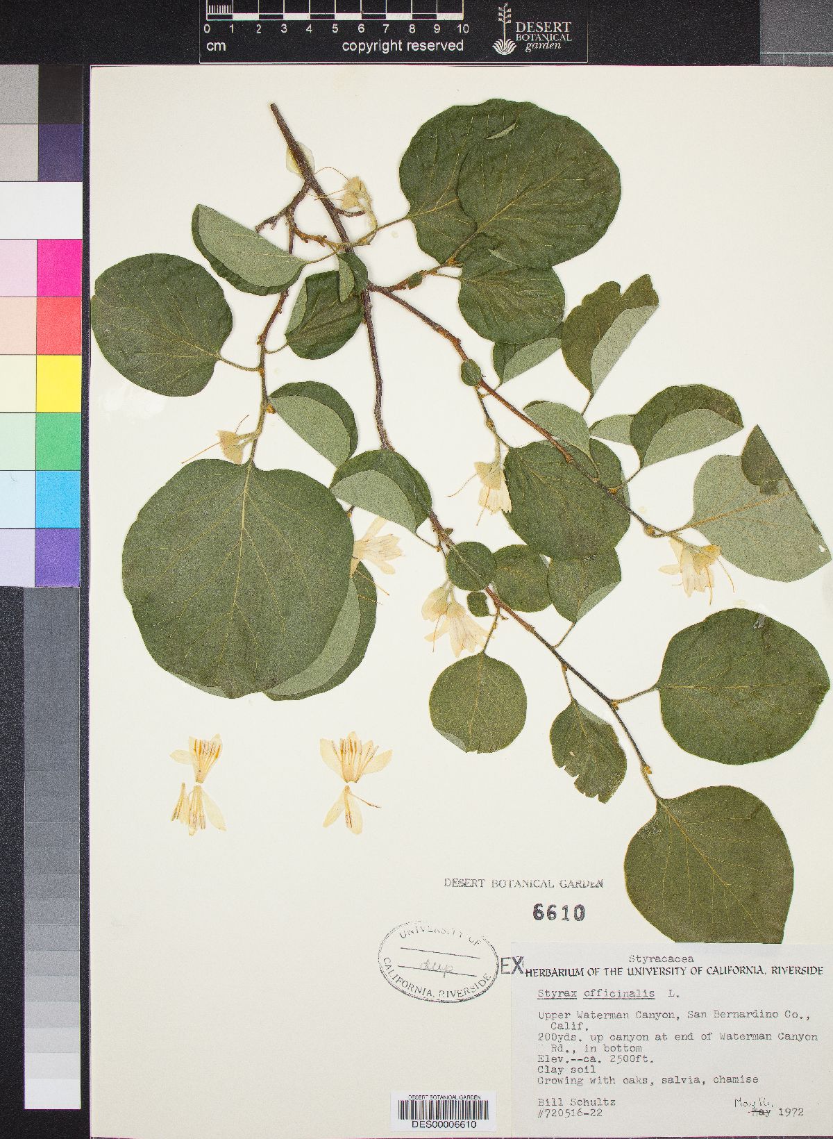 Styrax officinalis image