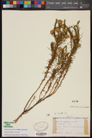 Ericameria pinifolia image