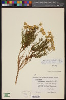 Ericameria linearifolia image