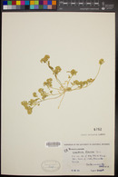 Lepidium flavum image