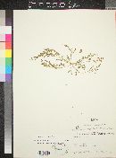 Euphorbia polycarpa image