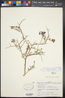 Psorothamnus arborescens image