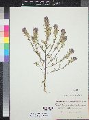 Castilleja exserta image