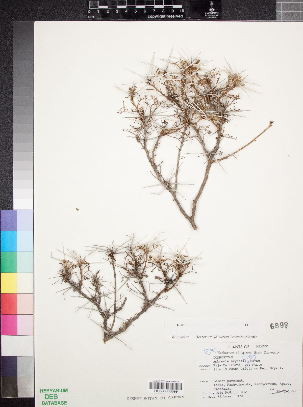 Ambrosia bryantii image