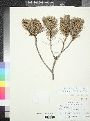 Pinus cembroides image