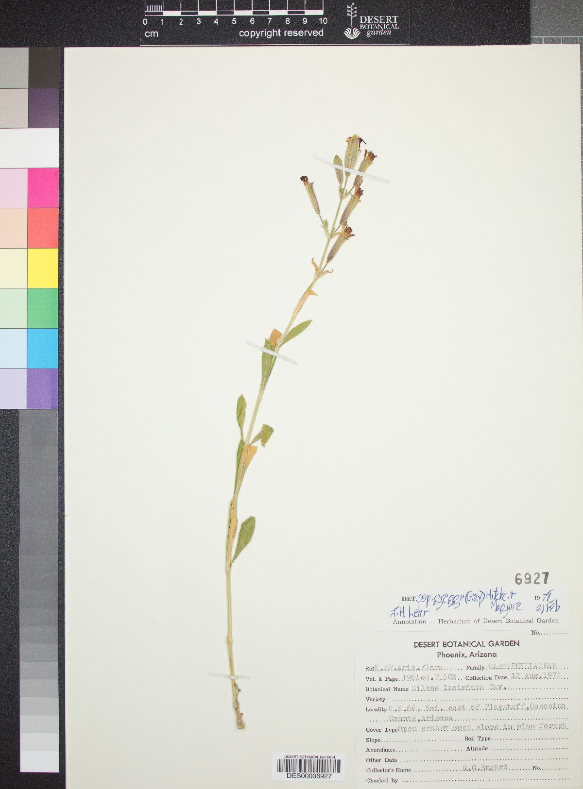 Silene laciniata subsp. greggii image