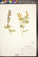 Lupinus argenteus image