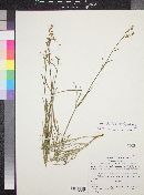 Mirabilis linearis image