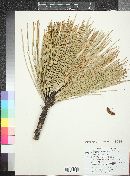 Pinus jeffreyi image