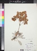 Eriogonum zapatoense image