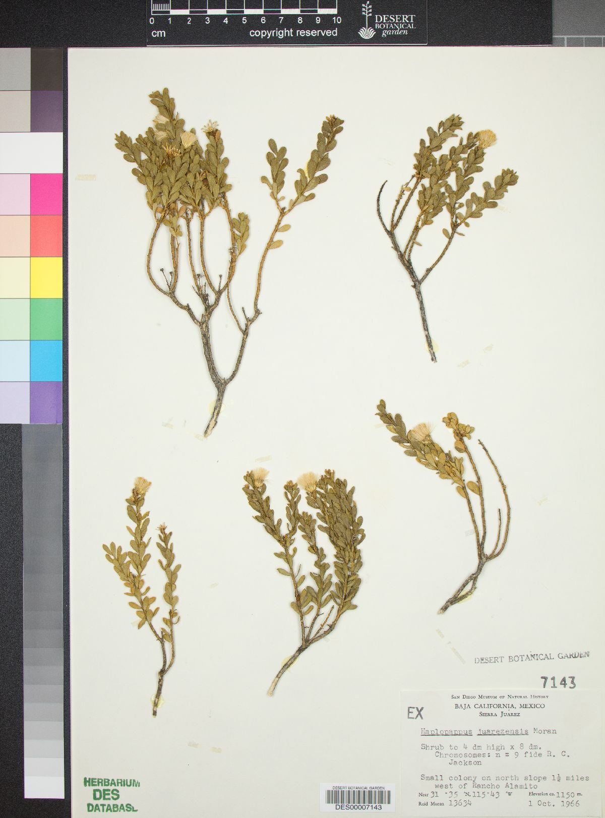 Haplopappus juarezensis image