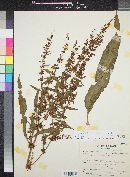 Rumex mexicanus image