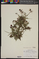 Pickeringia montana image