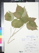 Toxicodendron rydbergii image