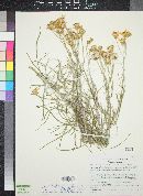 Senecio flaccidus var. flaccidus image