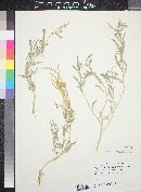 Atriplex obovata image