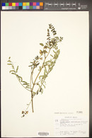 Caesalpinia wootonii image