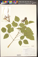 Erythrina montana image