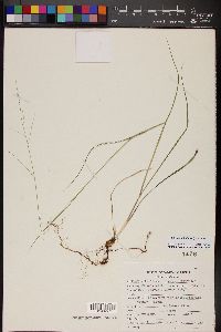 Zuloagaea bulbosa image