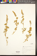 Lupinus hillii image