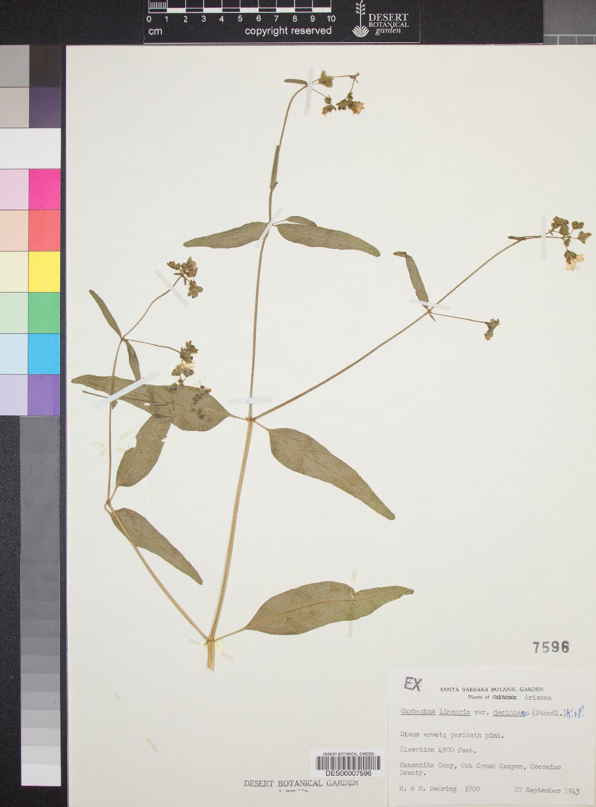 Mirabilis decipiens image