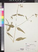 Mirabilis decipiens image