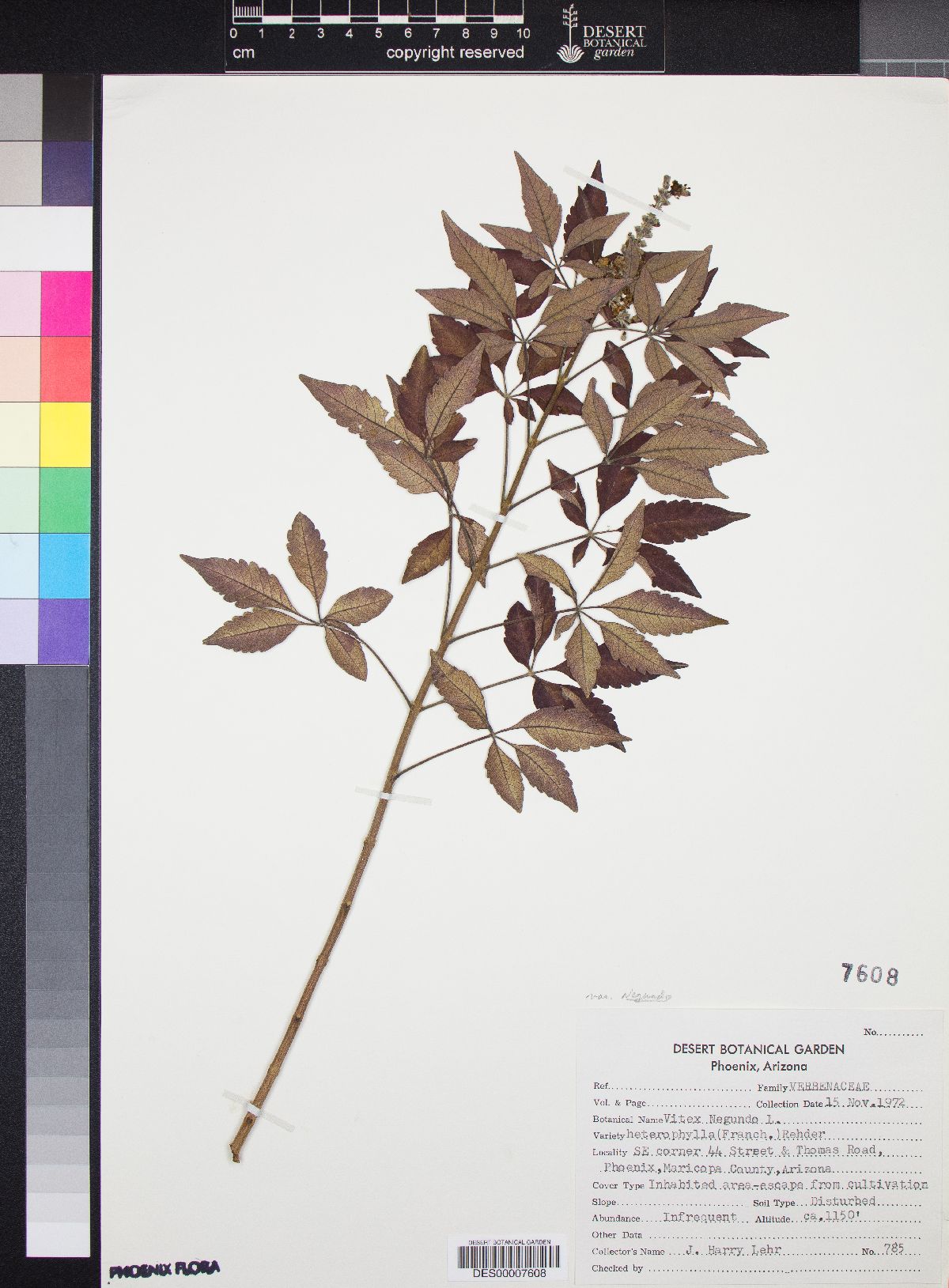 Vitex negundo var. negundo image