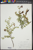 Bauhinia ramosissima image