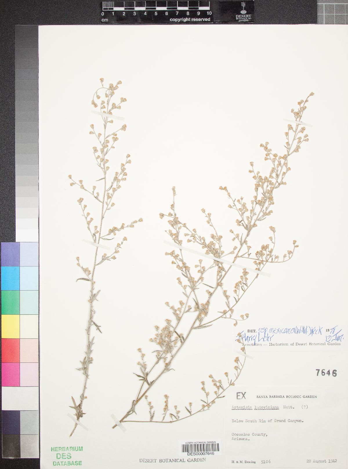 Artemisia ludoviciana subsp. redolens image