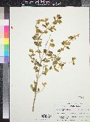 Buddleja marrubiifolia image