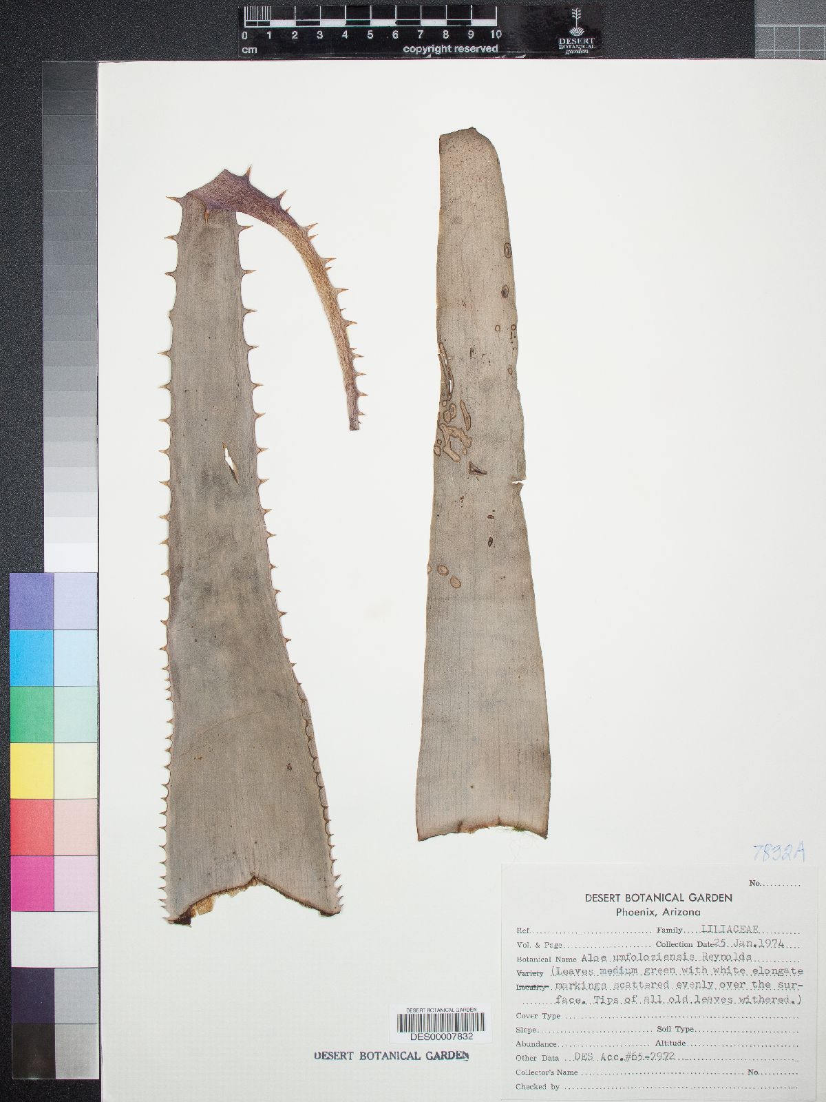 Aloe umfoloziensis image