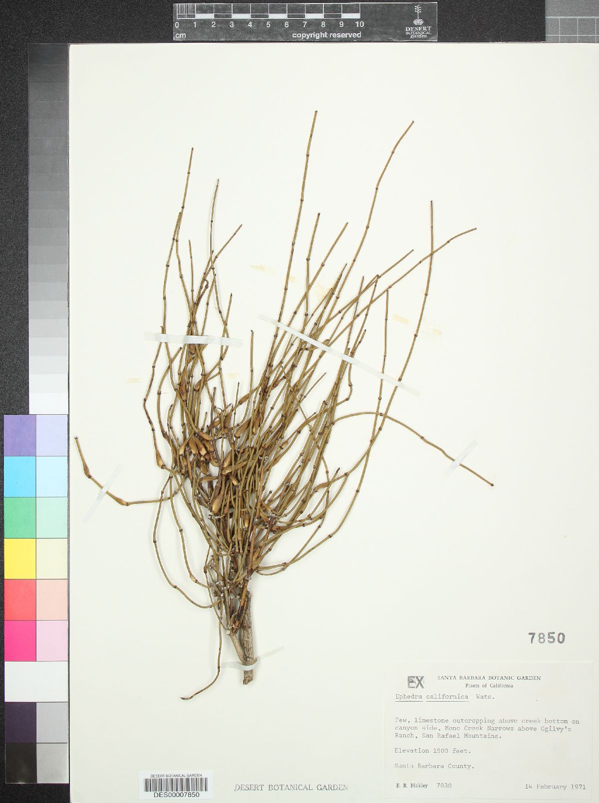 Ephedra californica image