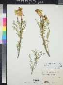 Astragalus lentiginosus var. palans image