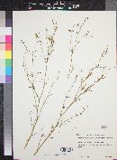 Epilobium brachycarpum image