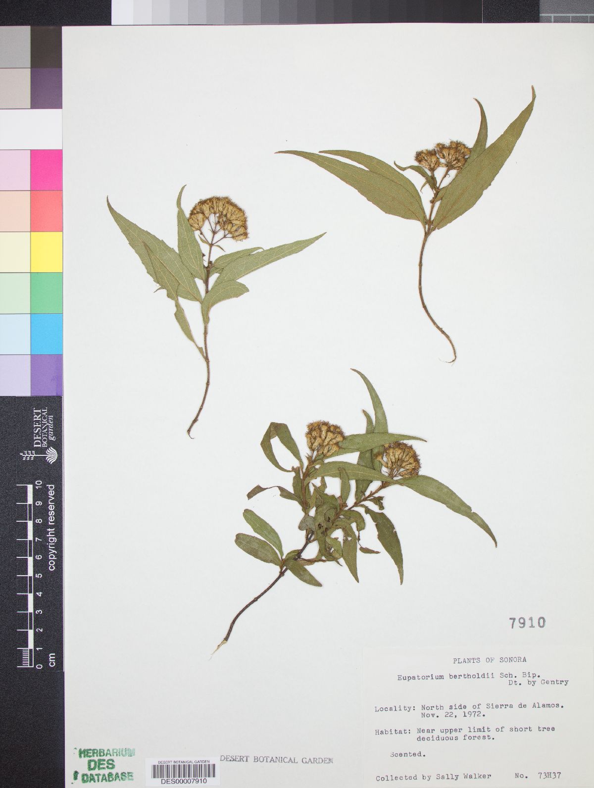 Eupatorium bertholdii image