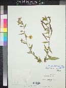 Ludwigia octovalvis image