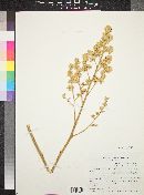 Fouquieria columnaris image