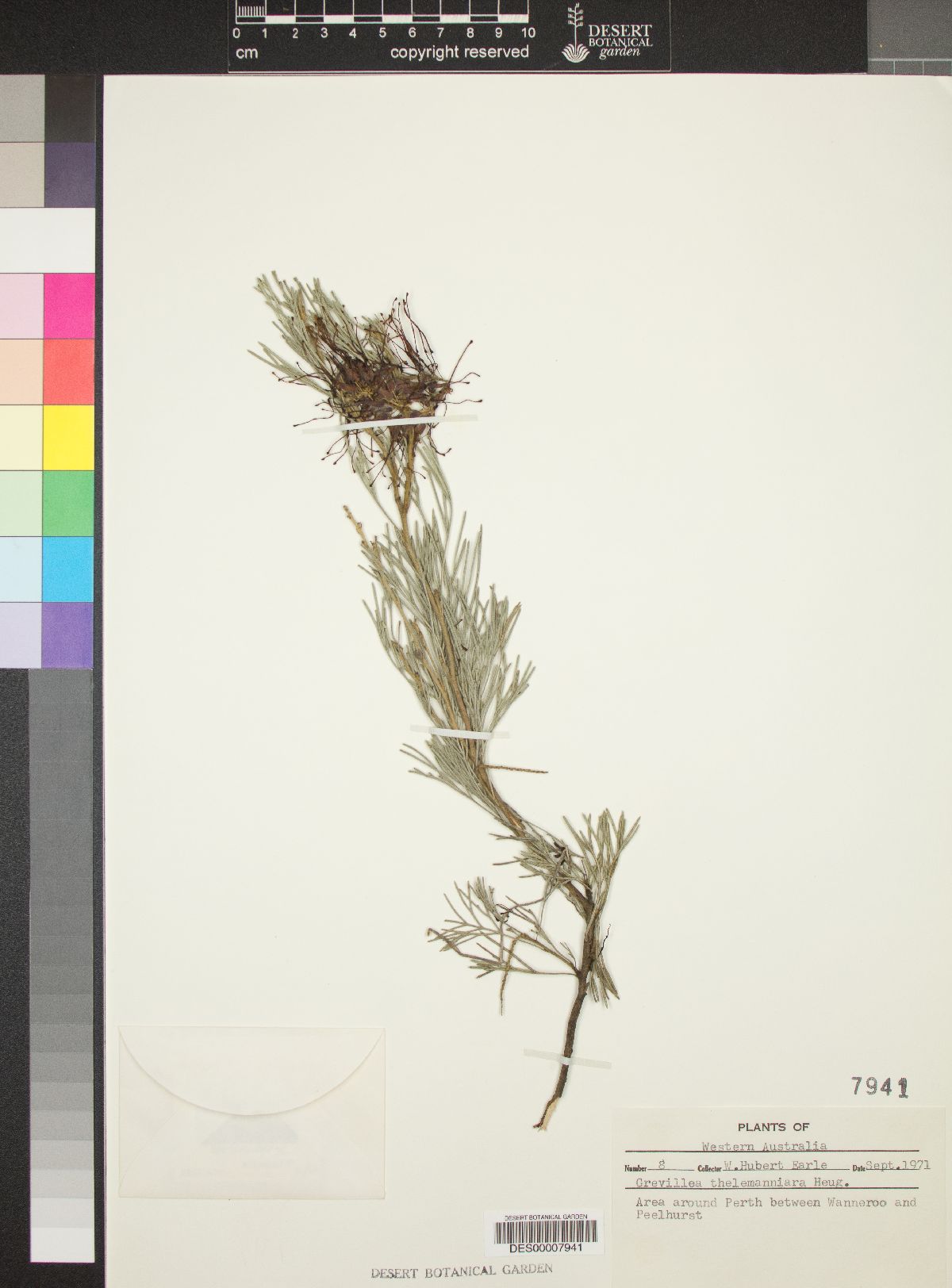 Grevillea thelemanniana image