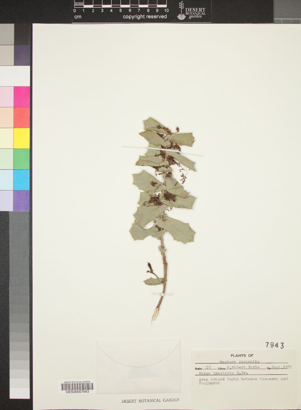 Hakea prostrata image