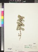 Hakea prostrata image