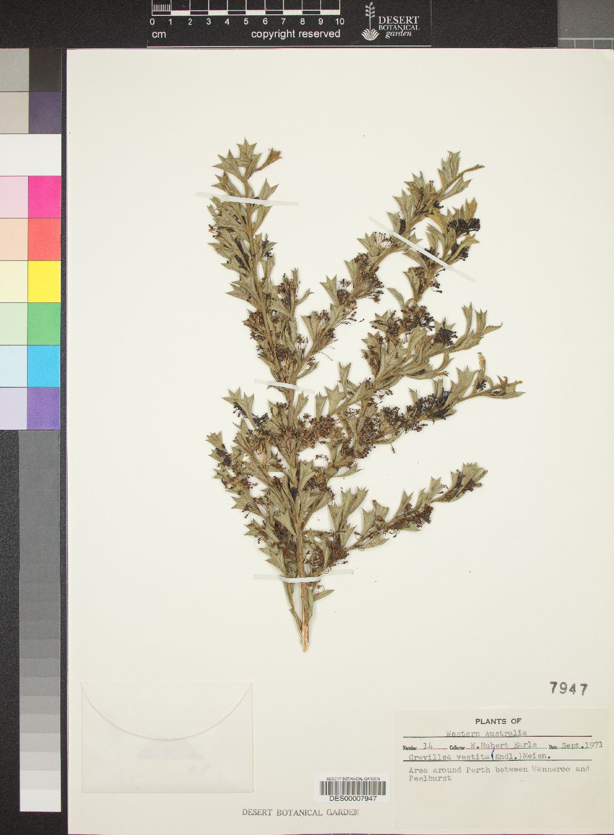 Grevillea vestita image