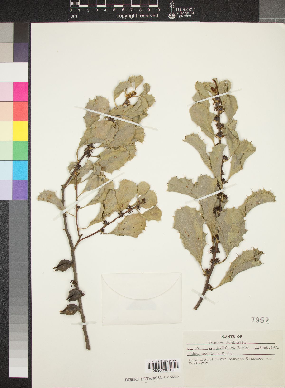 Hakea undulata image