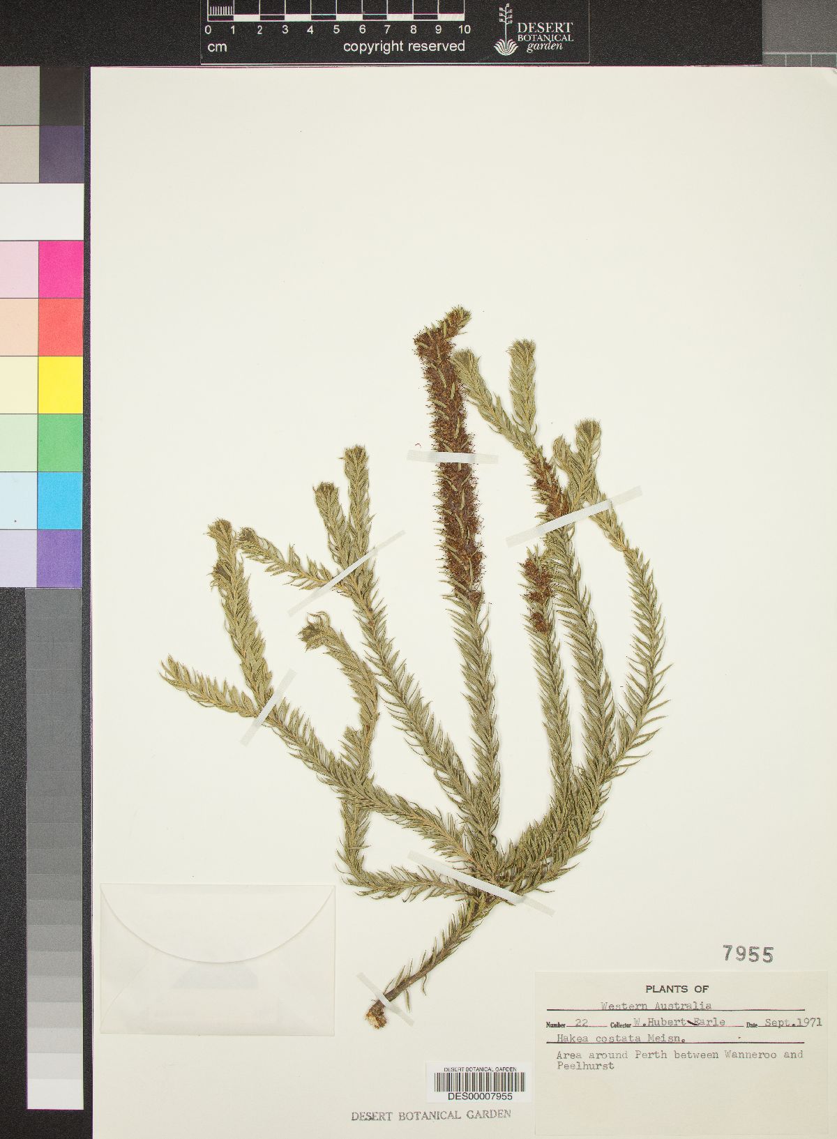 Hakea costata image