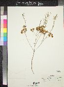 Chamelaucium uncinatum image