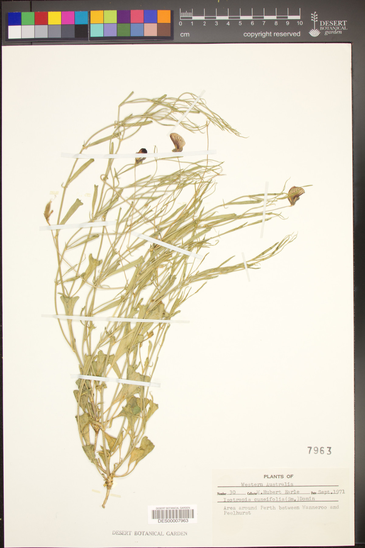 Isotropis cuneifolia image